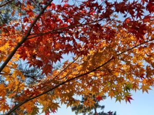 スカイブルーフォー | 「紅葉散歩道｣