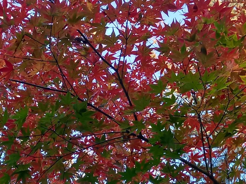 スカイブルーフォー | 「紅葉散歩道｣