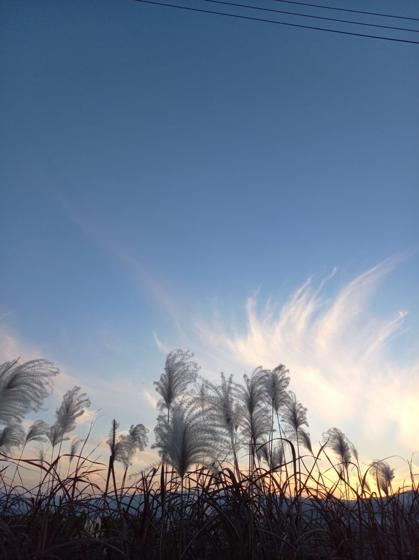 スカイブルーフォー | 「すすきが揺れる秋空の夕暮れ｣