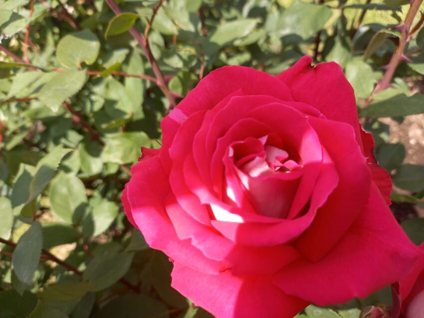 スカイブルーフォー | 公園に咲く色鮮やかな薔薇